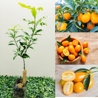 Sweet Lemon  Fruit Plant (Grafted) - Naturemart.online