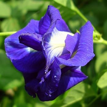 Nilkantha Double Petel Flowers Plants