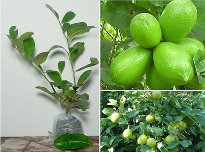 New Gandharaj Lemon  Fruit Plant - Naturemart.online