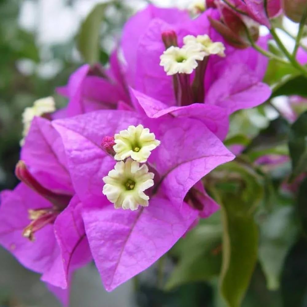 Bougainvillea (Purple) Colour Flower - Plant - Naturemart.online