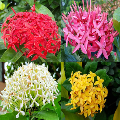 Multicolor Ixora Plant (Pack Of 1) In 4 Colour Ixora Plant (Multicolour) - Naturemart.online