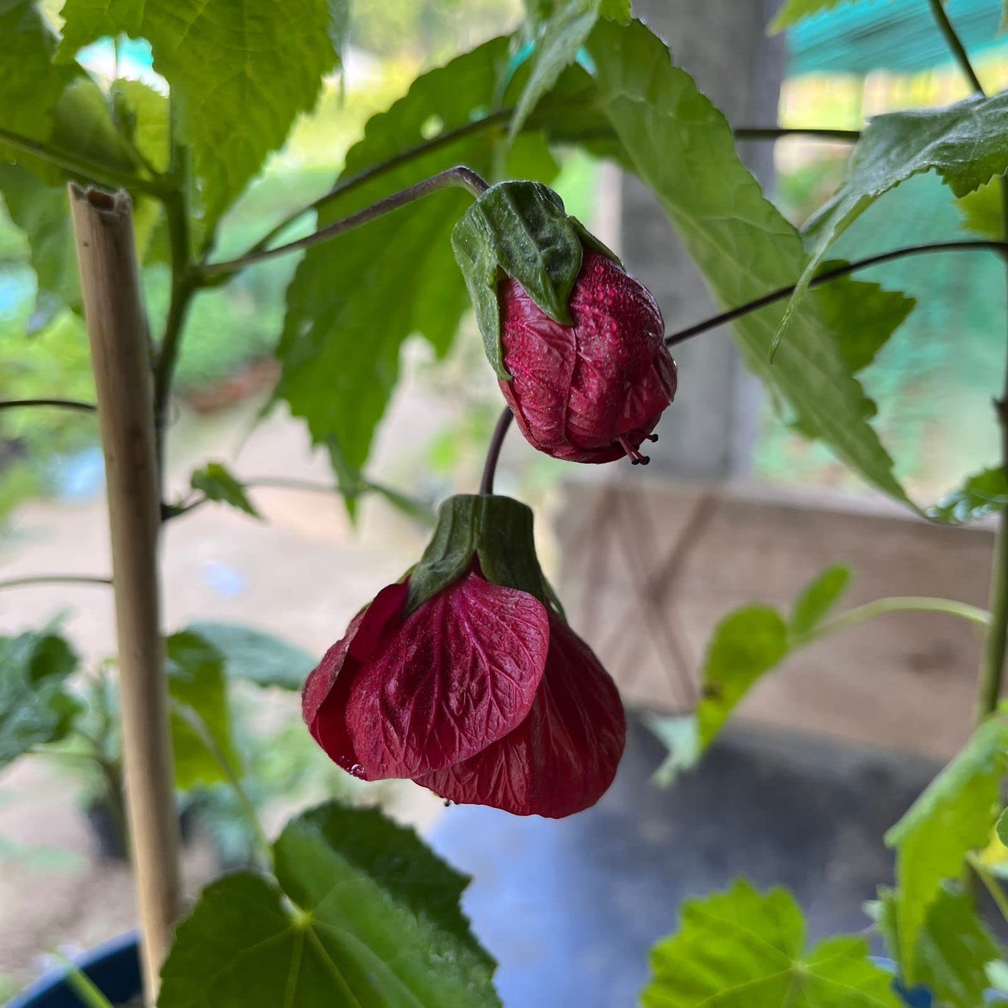 Red Lantern Hibiscus Flowers Plant - Naturemart.online