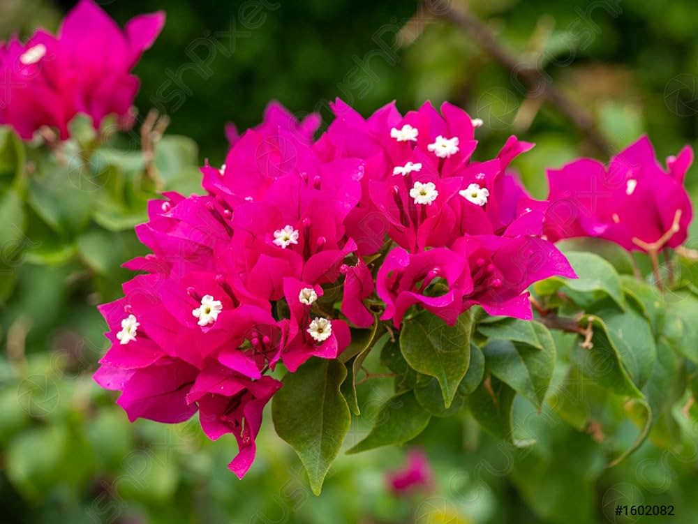 Bougainvallea Flowers (Pink Colour) Plant - Naturemart.online