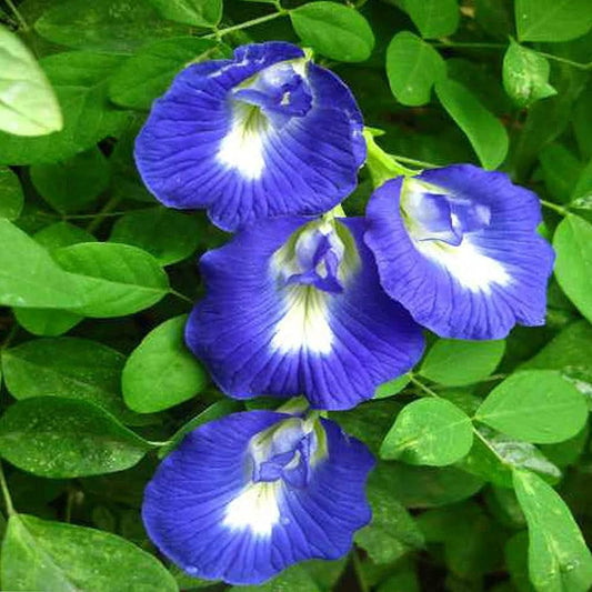 Aparajita  Flowering Plant(Blue)Colour - Naturemart.online