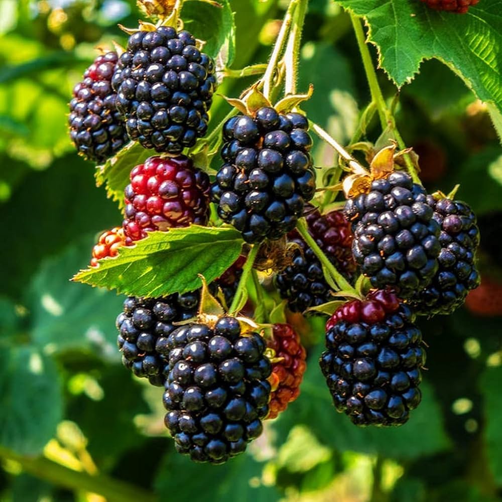 Blackberry Fruit Plant For Gardening - Naturemart.online