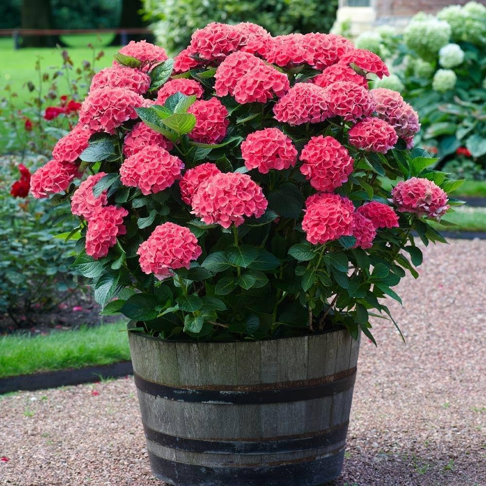 Hydrengea Flowers Plant For Home Gardening - Naturemart.online