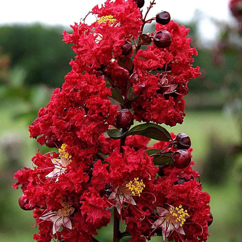 Furush Flower Plant (Red) Colour - Naturemart.online