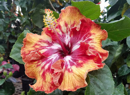 Hybrid Hibiscus Plant For Gardening - Naturemart.online