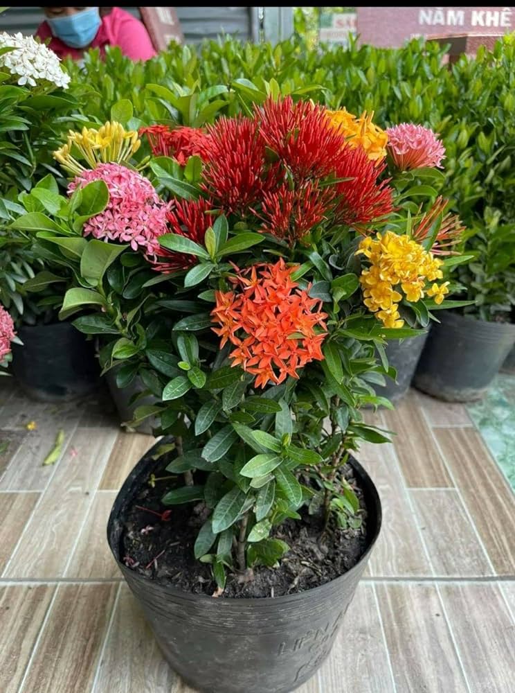 Multicolor Ixora Plant (Pack Of 1) In 4 Colour Ixora Plant (Multicolour) - Naturemart.online