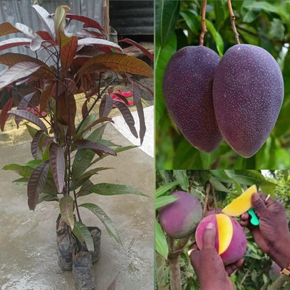 Black Stone Mango Plant-Grafted - Naturemart.online