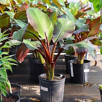 Sweet Red Banana Fruit Plant - Naturemart.online