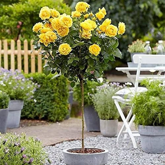 Hybrid Yellow Rose Flower  Plant - Naturemart.online