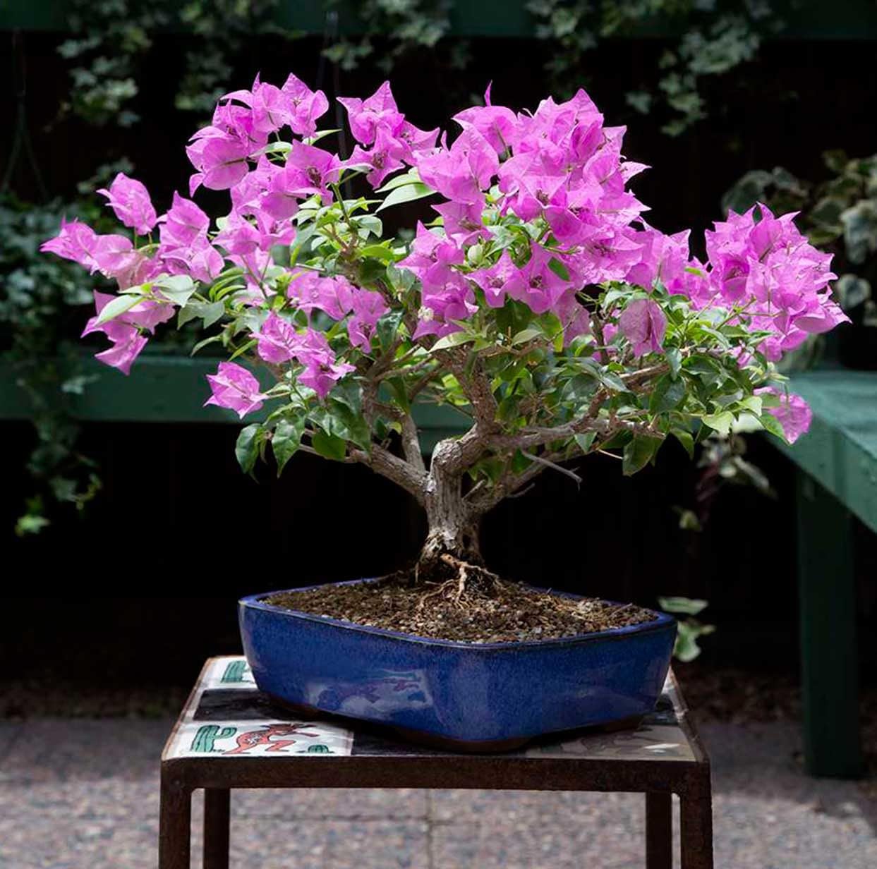 Bougainvillea (Purple) Colour Flower - Plant - Naturemart.online