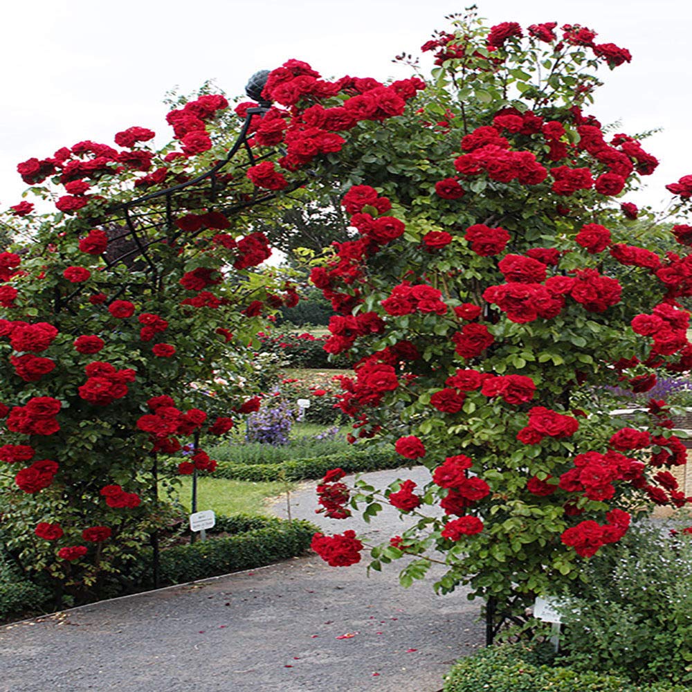 Climbing Rose Flower Plants (Red) - Naturemart.online