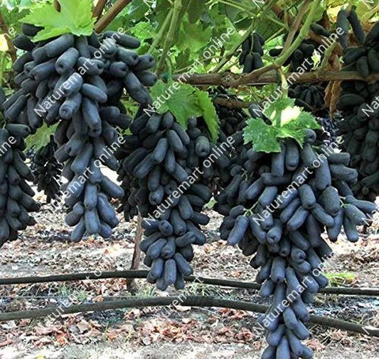 Grape Fruit Plant | Angoor Vine