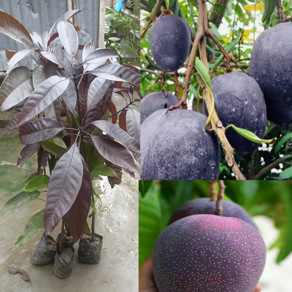 Black Stone Mango Plant-Grafted - Naturemart.online