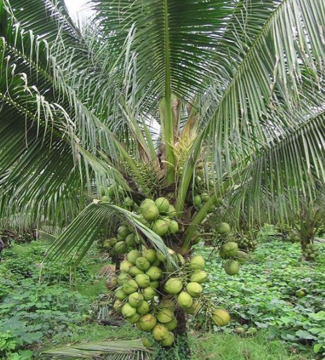 Chandra kalpa Coconut Fruit  Tree - Naturemart.online