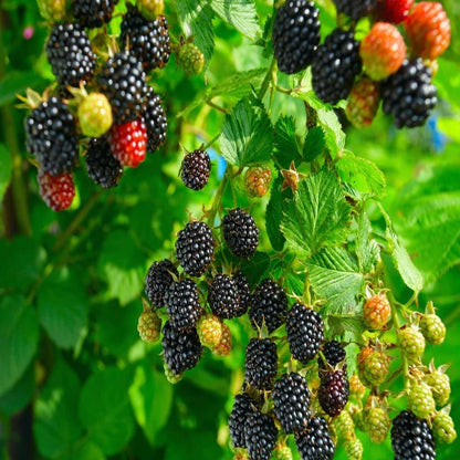 Blackberry Fruit Plant For Gardening - Naturemart.online