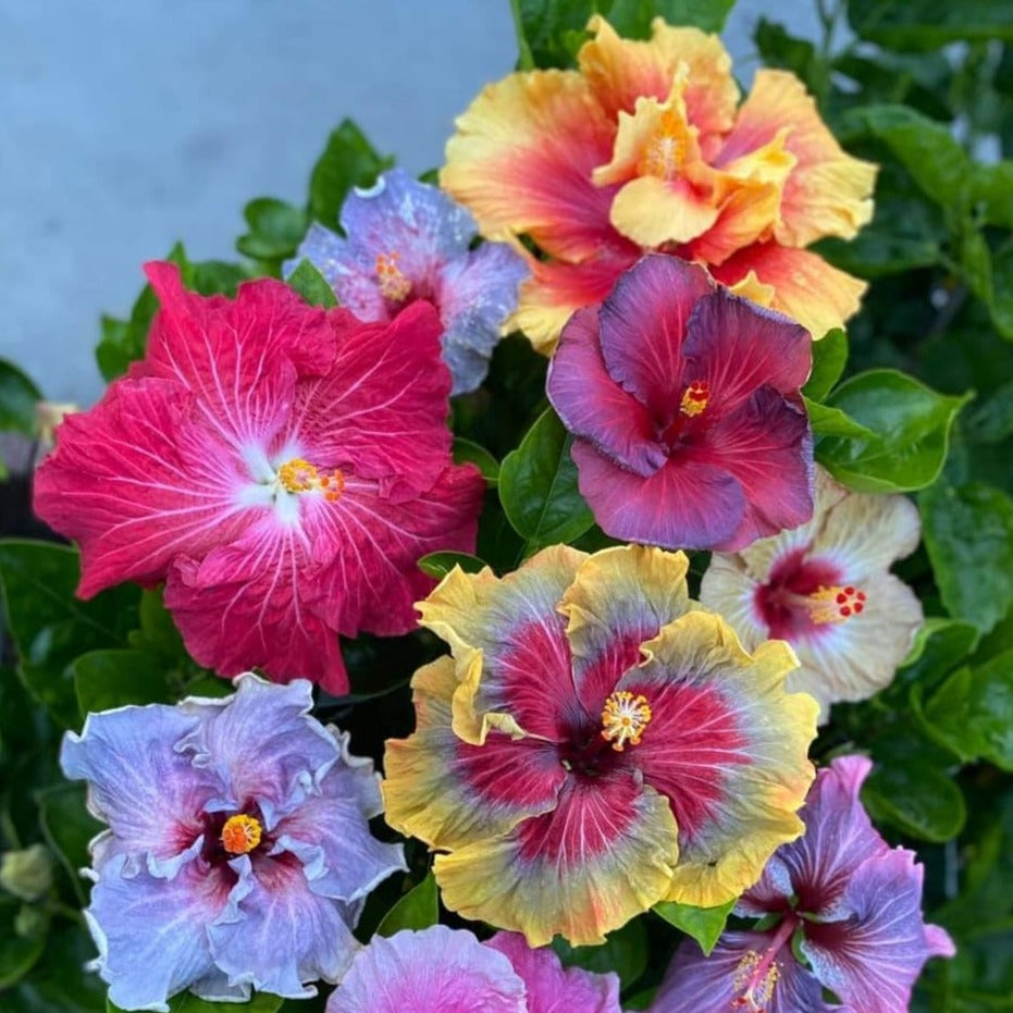 Multi-Grafted Hibiscus Plant(4-6) Colour - Naturemart.online