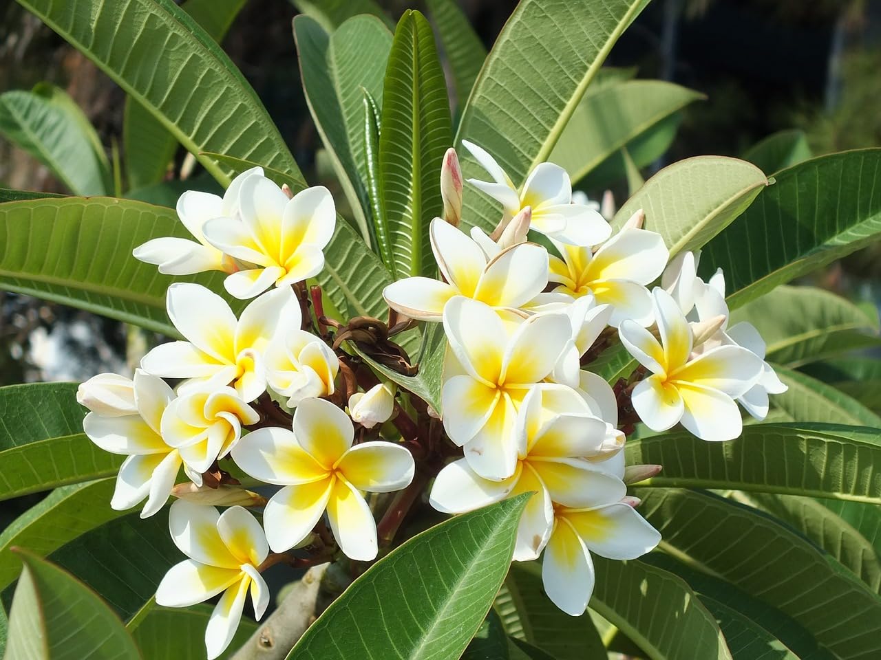 Plumeria Flowers Plant(White)For Gardening - Naturemart.online