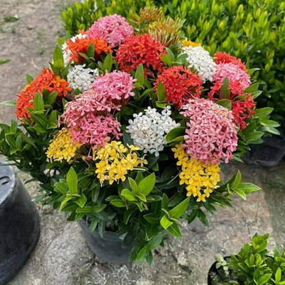 Multicolor Ixora Plant (Pack Of 1) In 4 Colour Ixora Plant (Multicolour) - Naturemart.online