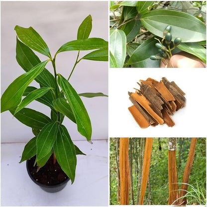 Cinnamon Live plant For Gardening(Dalchini)