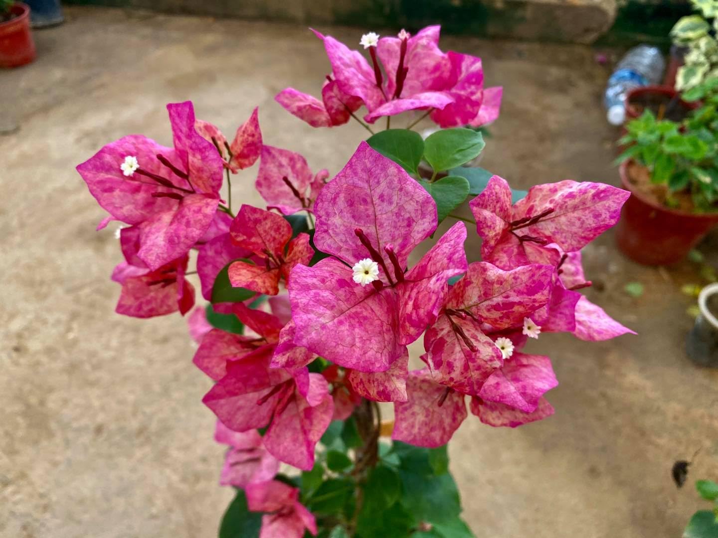 Kristina Bougainvillea flower plant