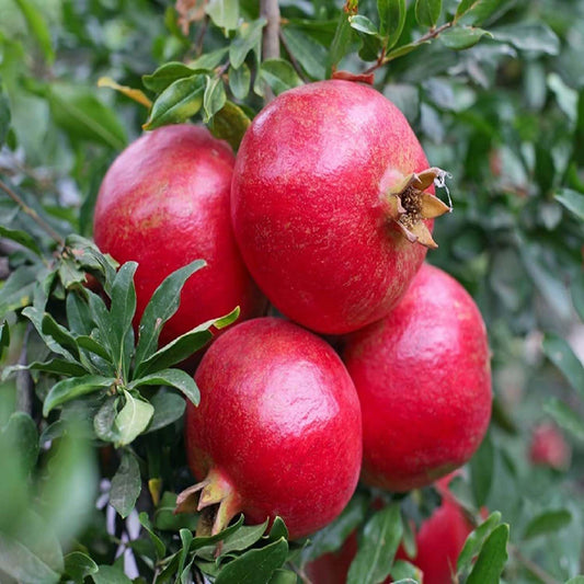 Bhagwa variety of pomegranate