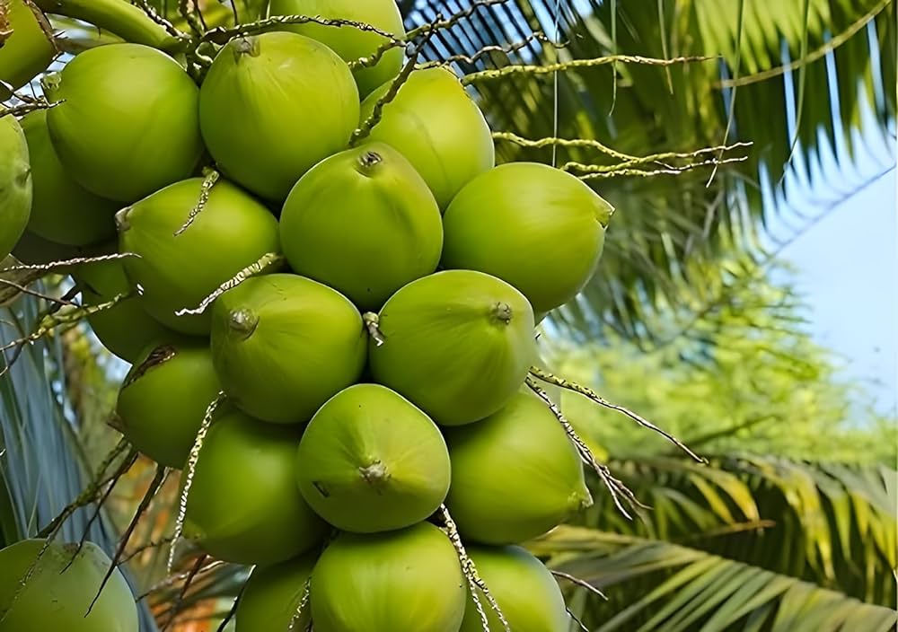 Kalpa Sankara Coconut Fruit Tree - Naturemart.online