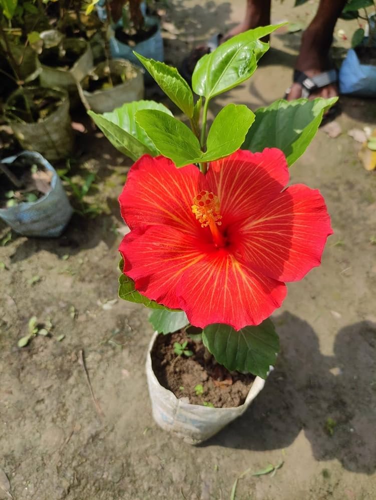 Hybrid  American Hibiscus Flower Plant - Naturemart.online