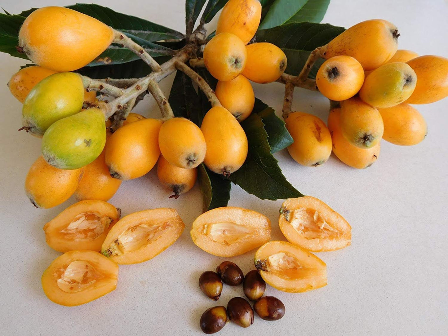 Hybrid Loquat Fruit Plant Grafted - Naturemart.online