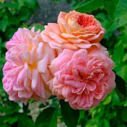 Hybrid Climbing Rose Flower Plants - Naturemart.online