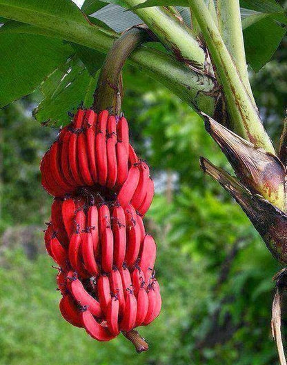 Sweet Red Banana Fruit Plant - Naturemart.online