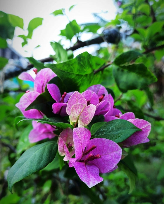 Thai Violet September Bougainvillea (Bougainvillea glabra)