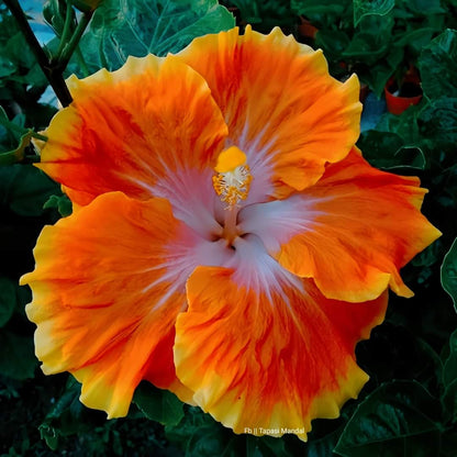 Austrelian Hibiscus Plant For Home Gardening