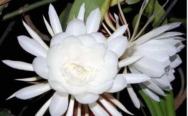 Brahma kamal/Night Queen Flower Plant - Naturemart.online