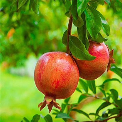 Pomegranate fruit Plant For HomeGarden - Naturemart.online