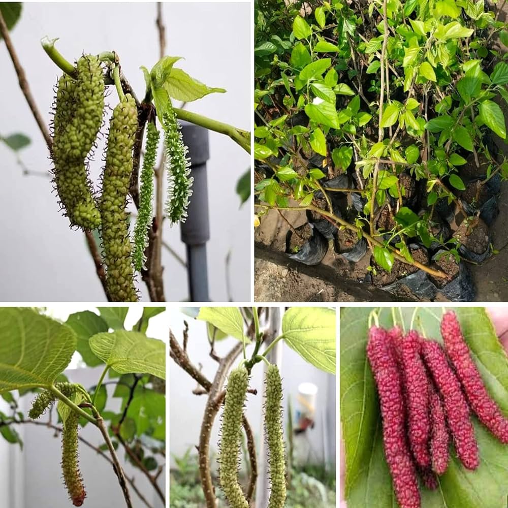 Long Mall Berry Grafting Plant - Naturemart.online