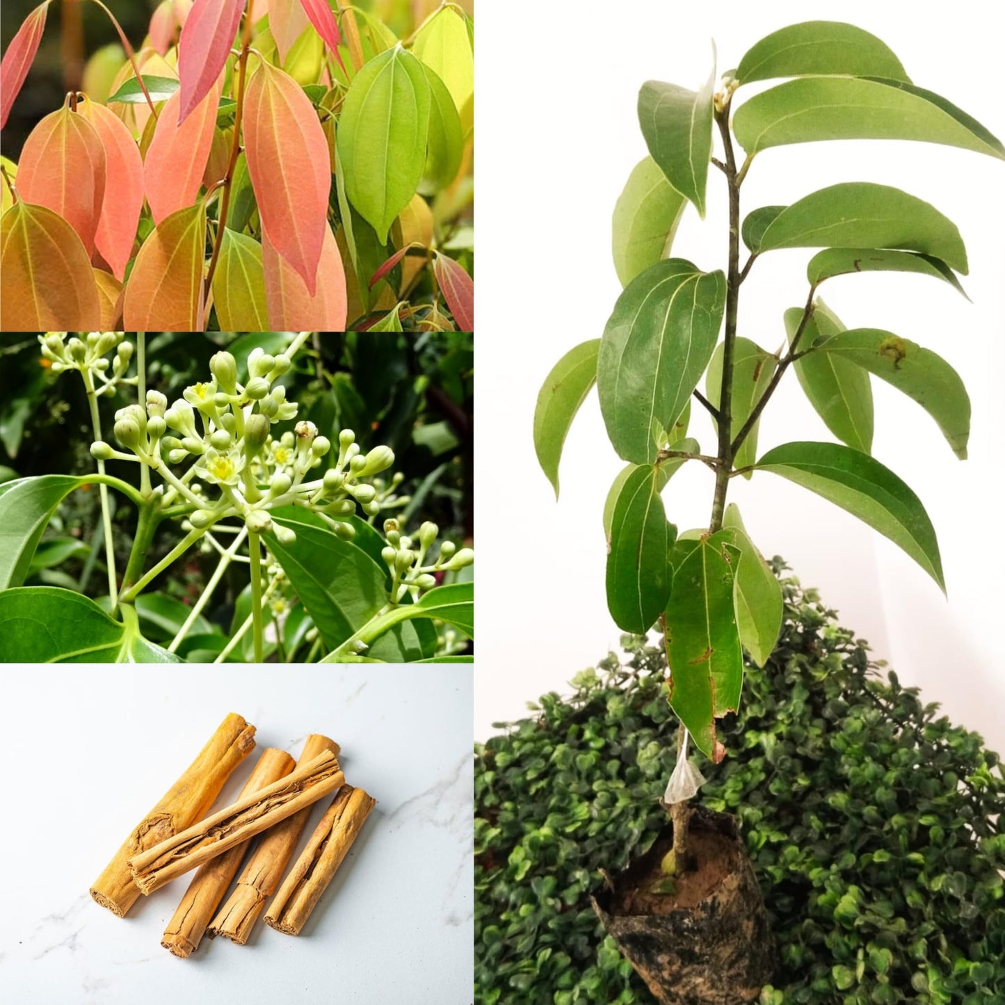 Cinnamon Live plant For Gardening(Dalchini)