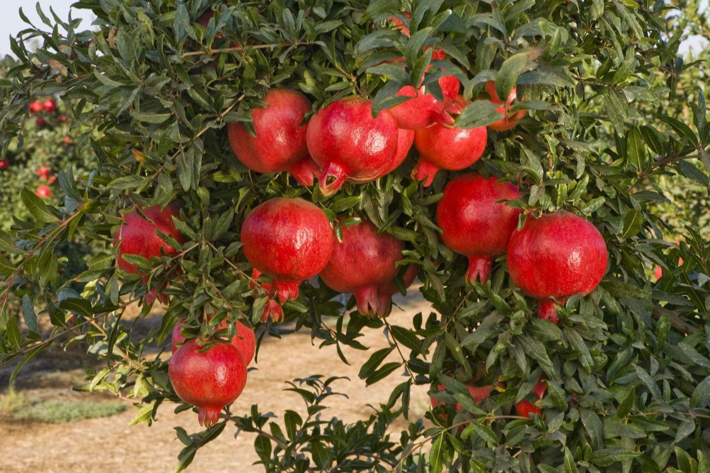 Pomegranate fruit Plant For HomeGarden - Naturemart.online