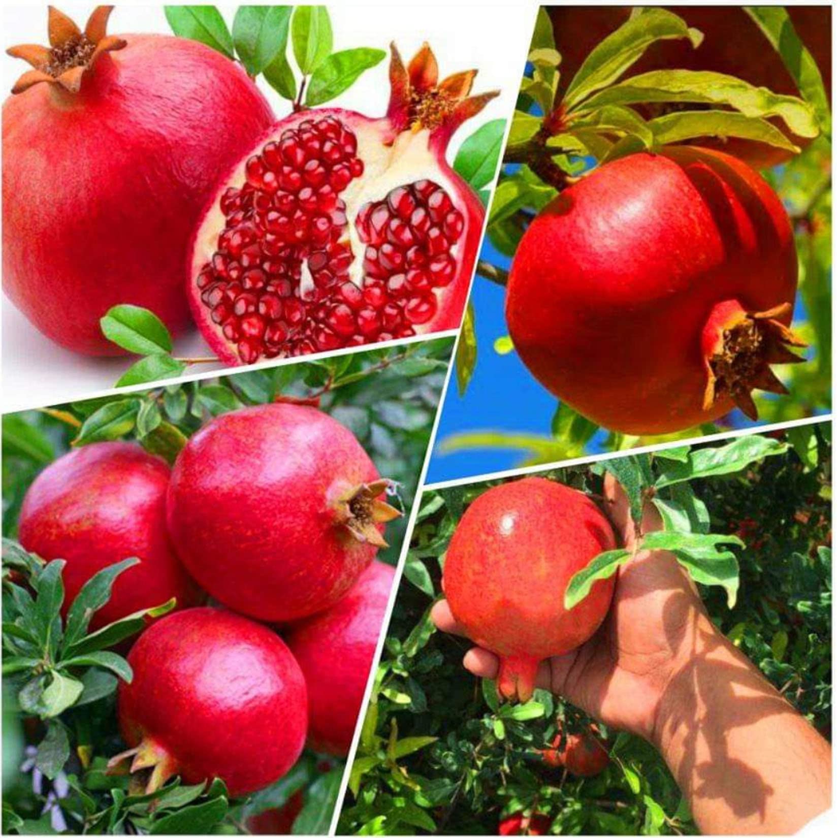 Ganesh variety of pomegranate
