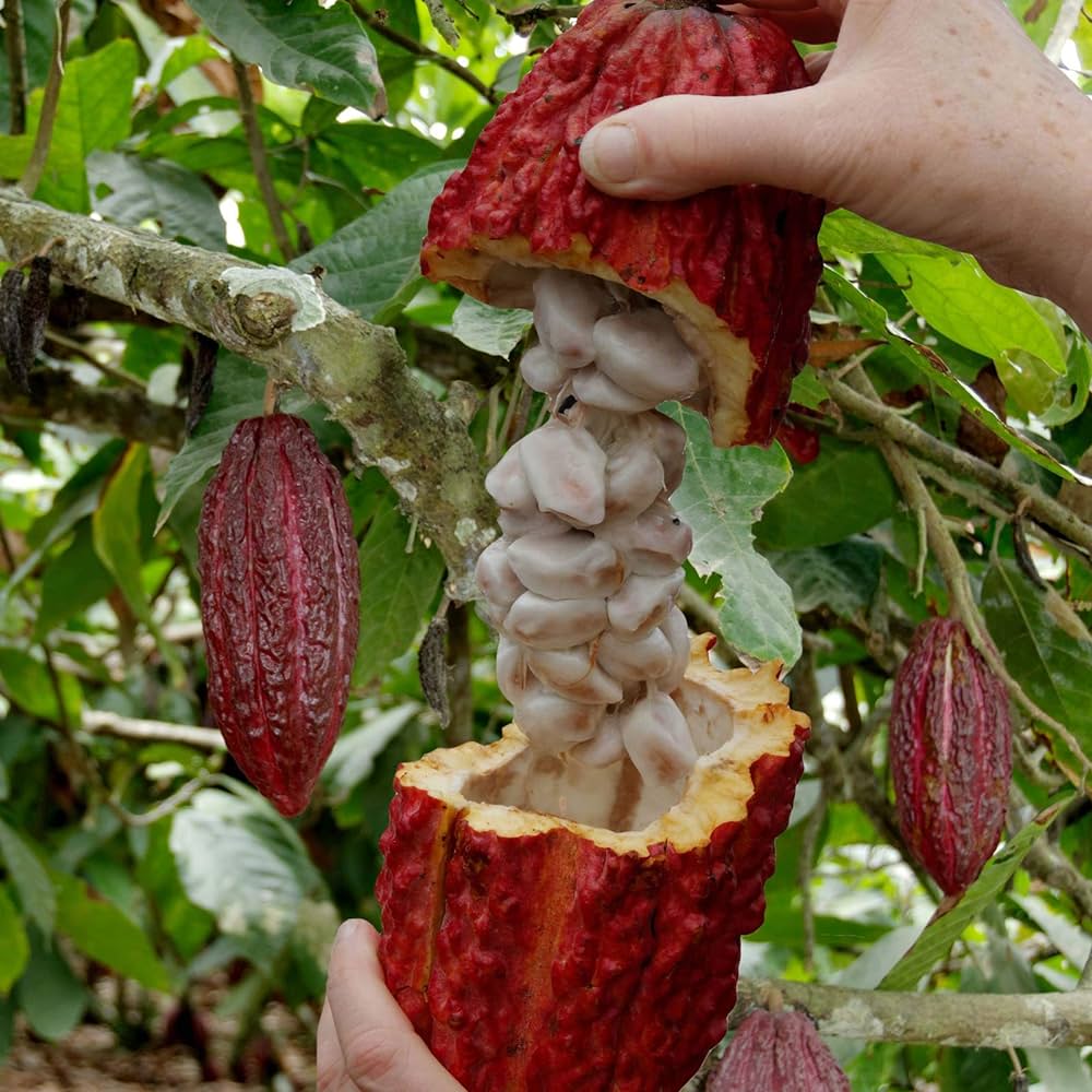 Cocoa Fruit Plant For Gardening - Naturemart.online