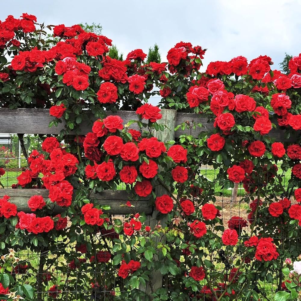 Climbing Rose Plant Red Scented - Naturemart.online