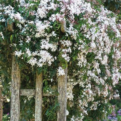 Day creeper  jasmine flower plant