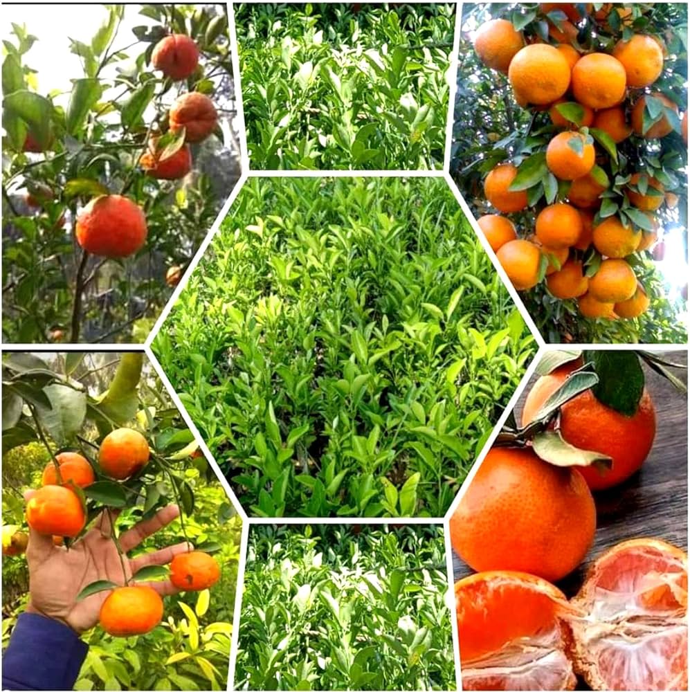 Orange-Kinnow(Grafted)- Fruit Plants & Tree - Naturemart.online