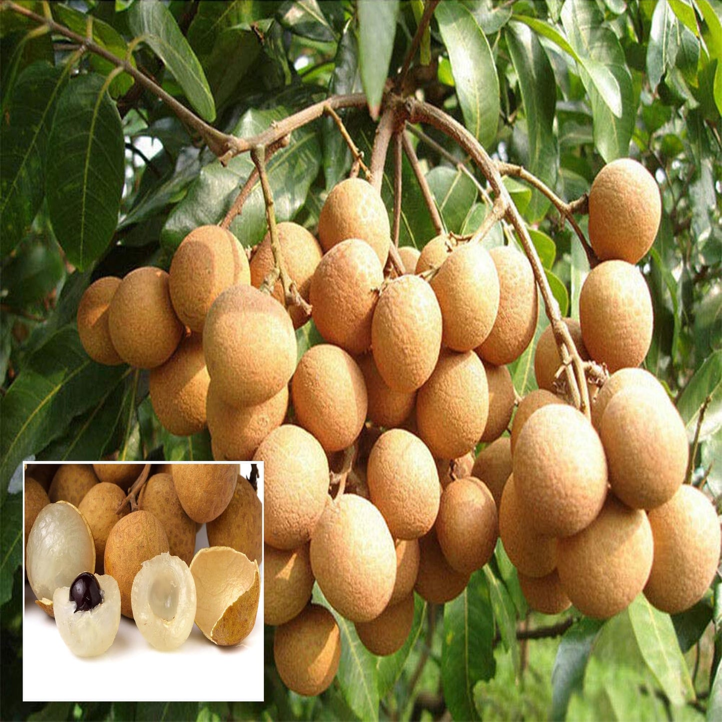 Hybrid Longan fruit Plant- Grafting - Naturemart.online