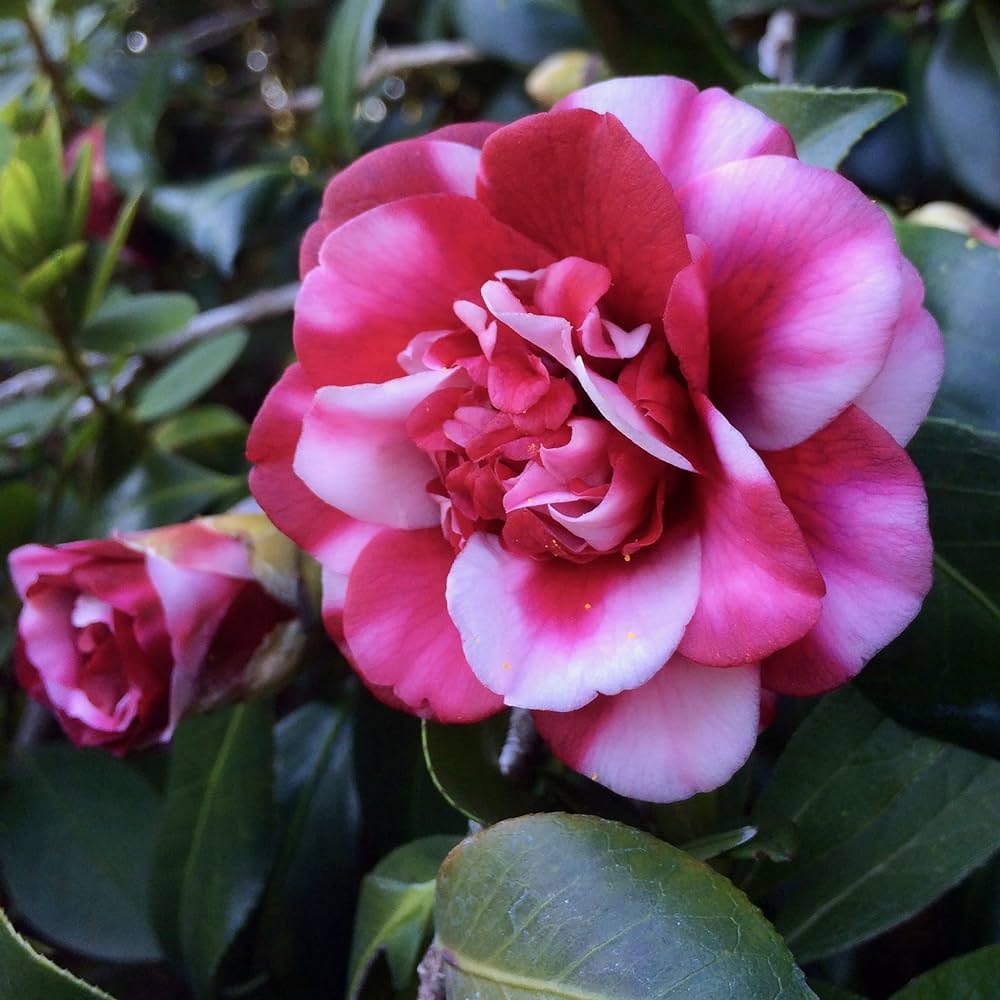 Hybrid Camelia Flowers Plant New - Naturemart.online