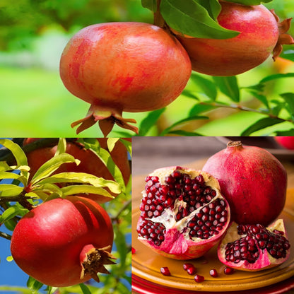 Pomegranate fruit Plant For HomeGarden - Naturemart.online