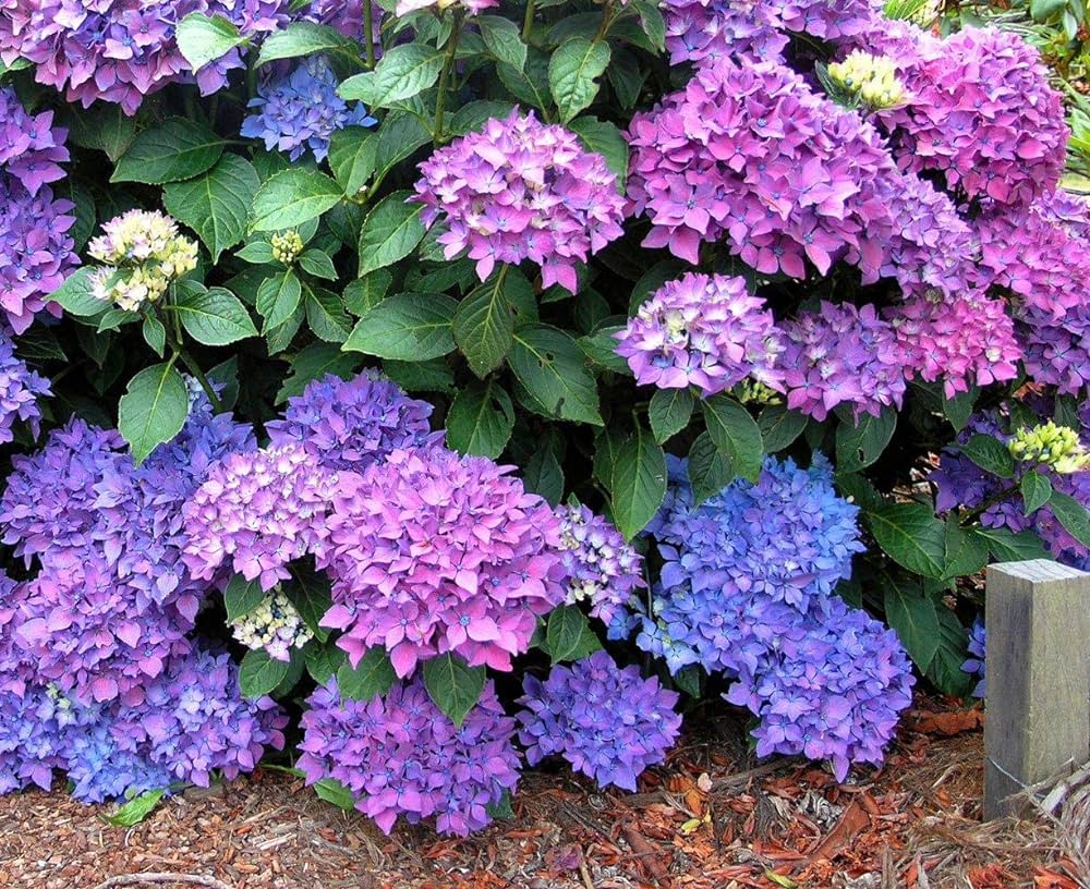 Hybrid hydrangea Plants(Pink Colour) - Naturemart.online