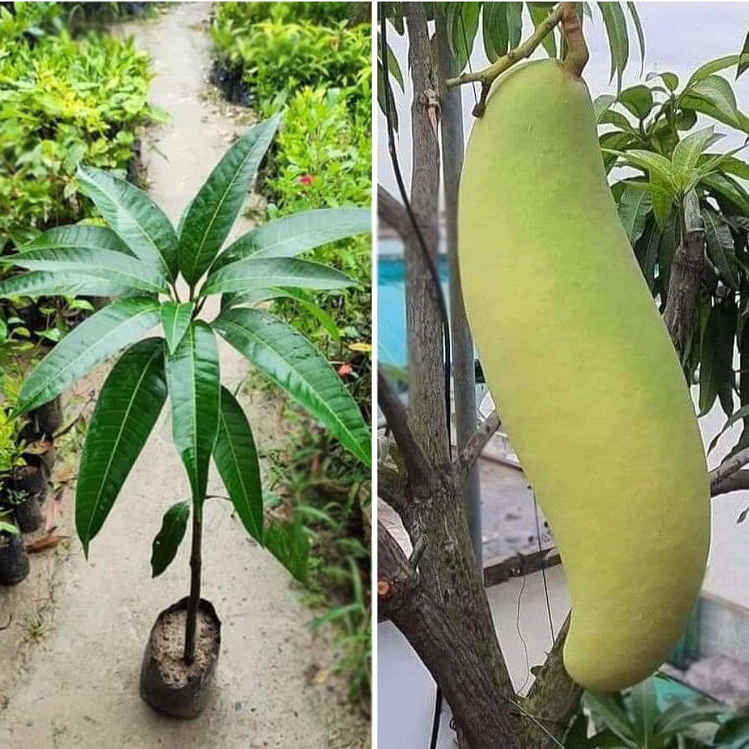 Banana Mango Fruit Plant-Grafted - Naturemart.online